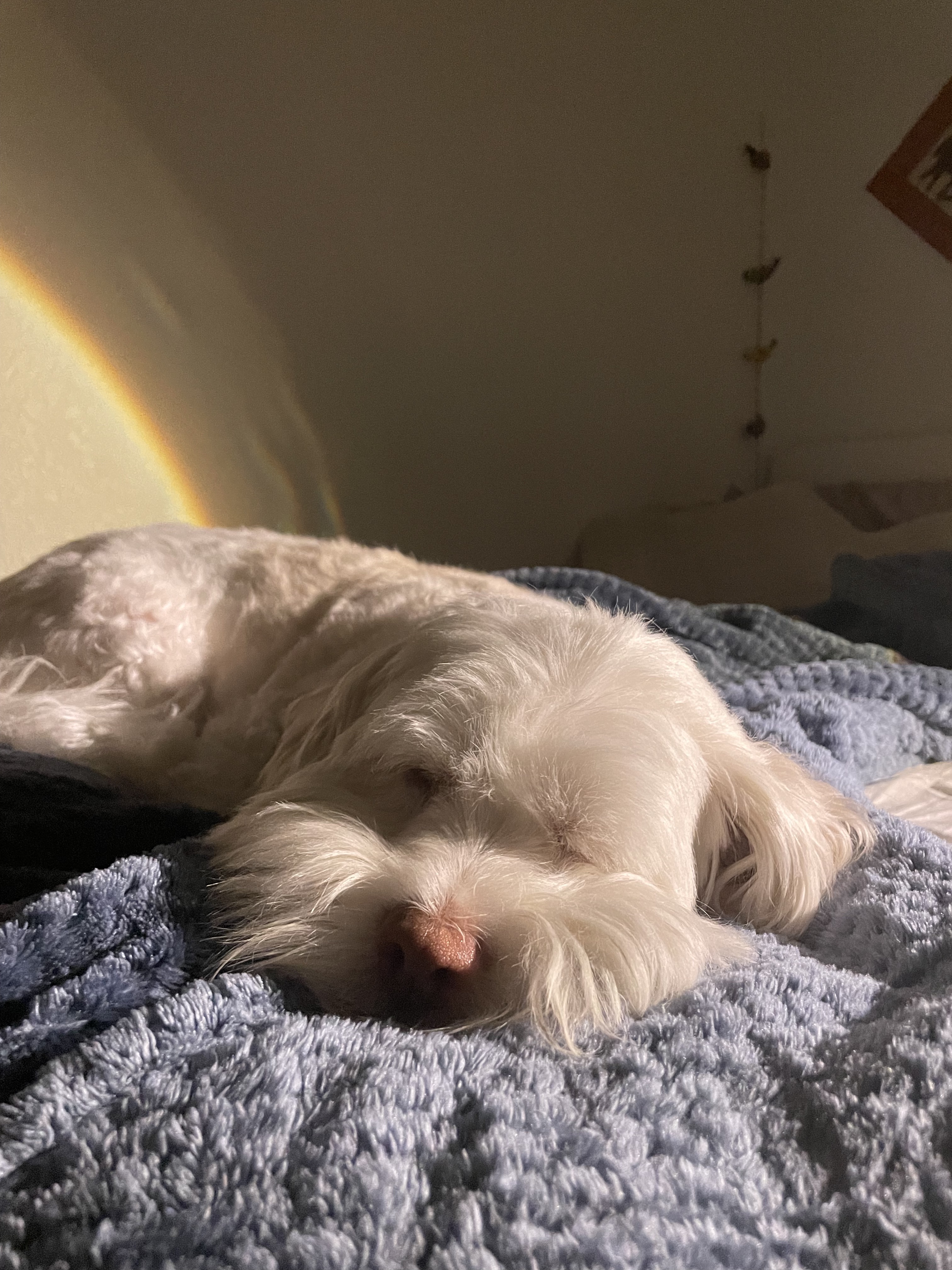 A dog sleeping on bed
