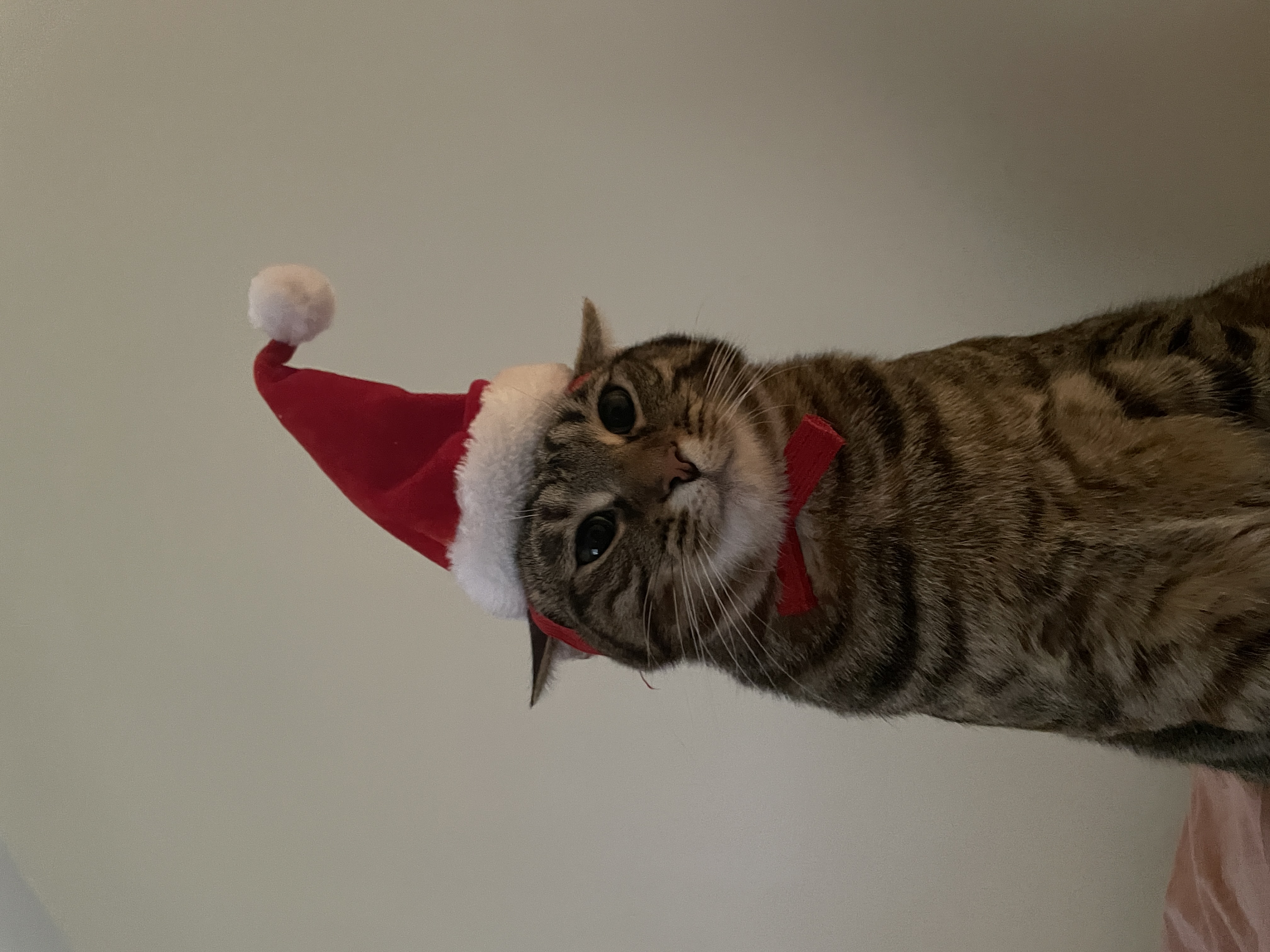 A cat wearing santa heat