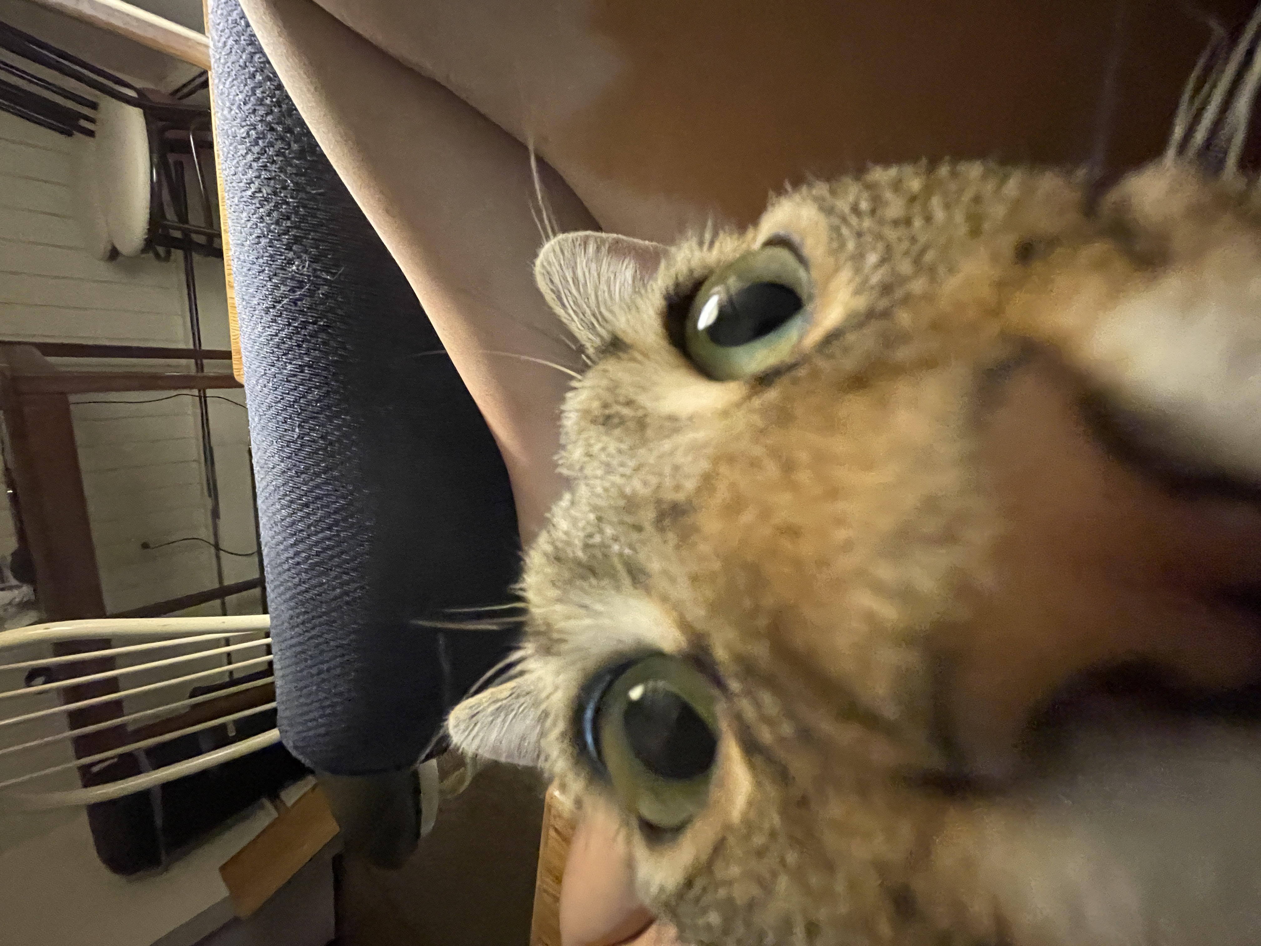 A selfie of a cat