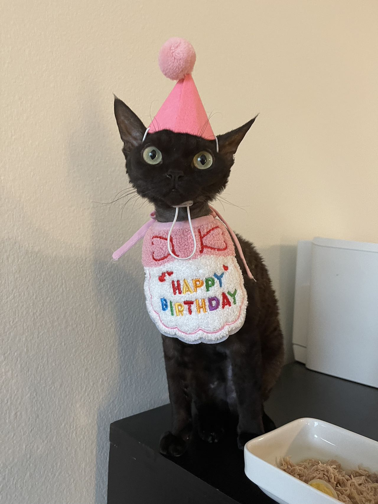 A cat weraing birthday dress