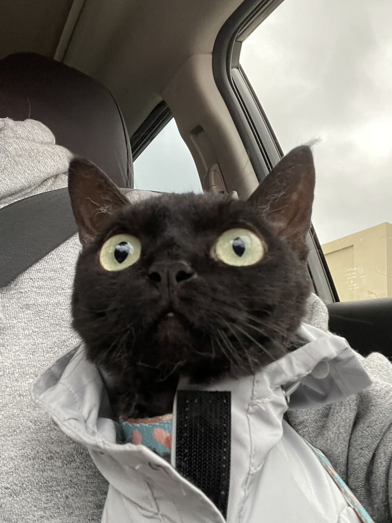 A Cat wearing clothes