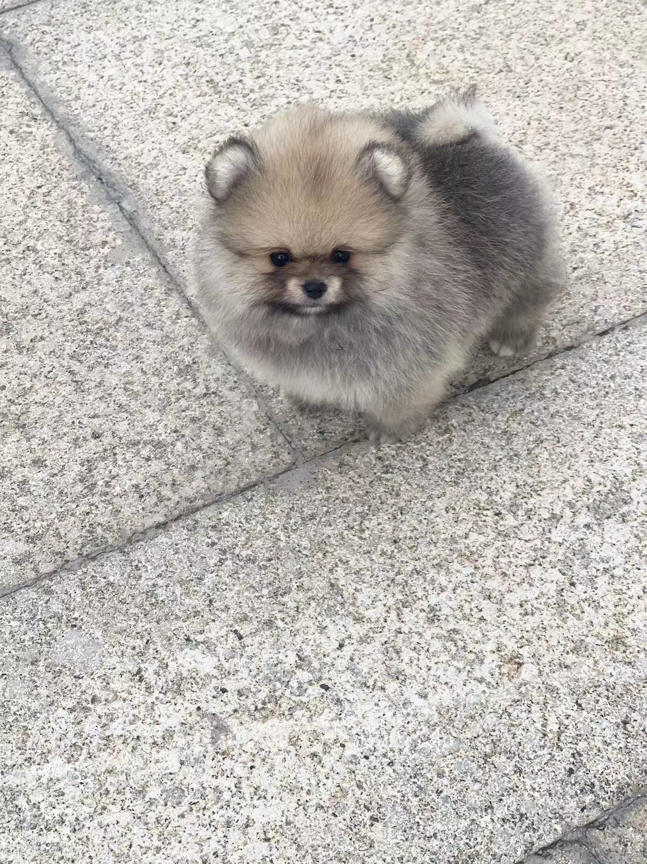 A very small puppy