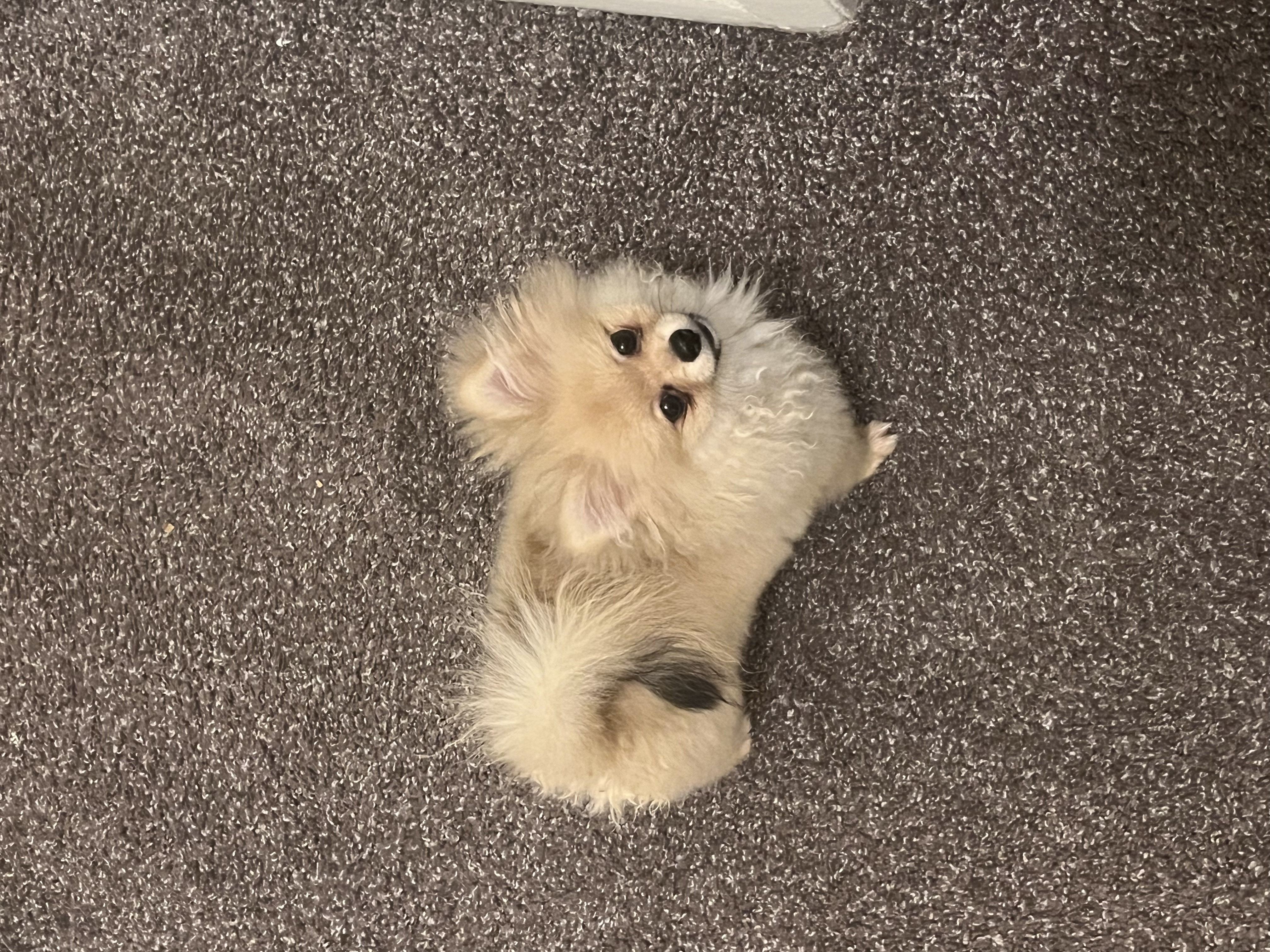 A small dog stand on the ground